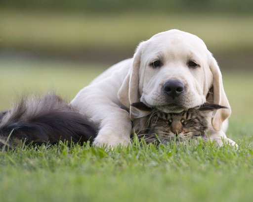 pets at Shallowford Pines Apartments located off Shallowford Road in Atlanta